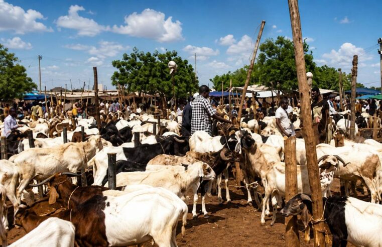 Tabaski au Burkina Faso : quand le bétail devient un enjeu politique explosif