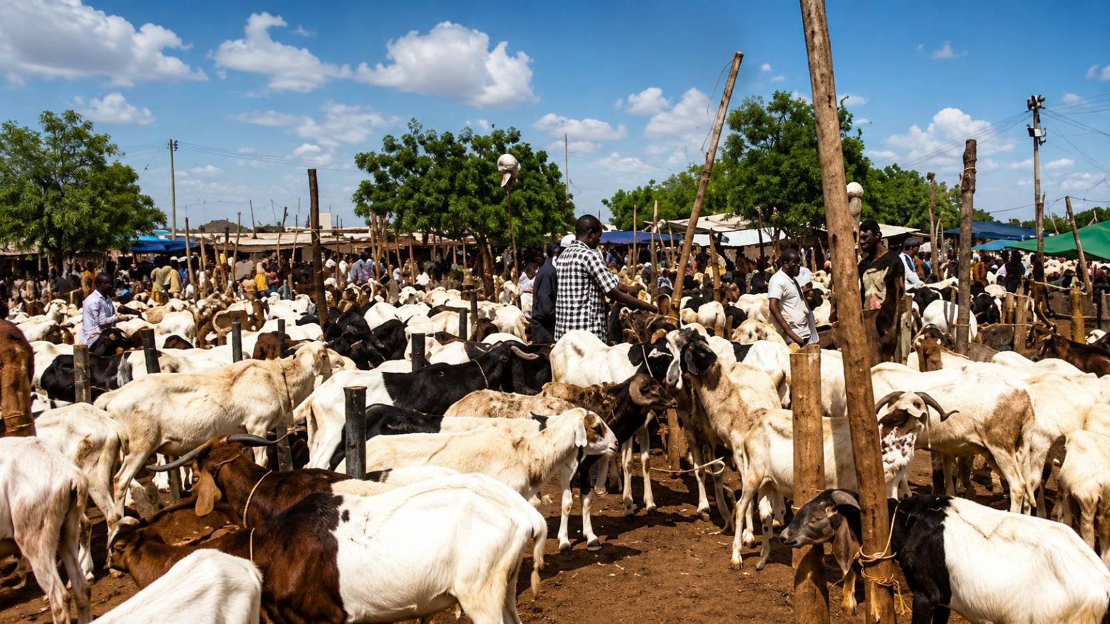 Tabaski au Burkina Faso : quand le bétail devient un enjeu politique explosif
