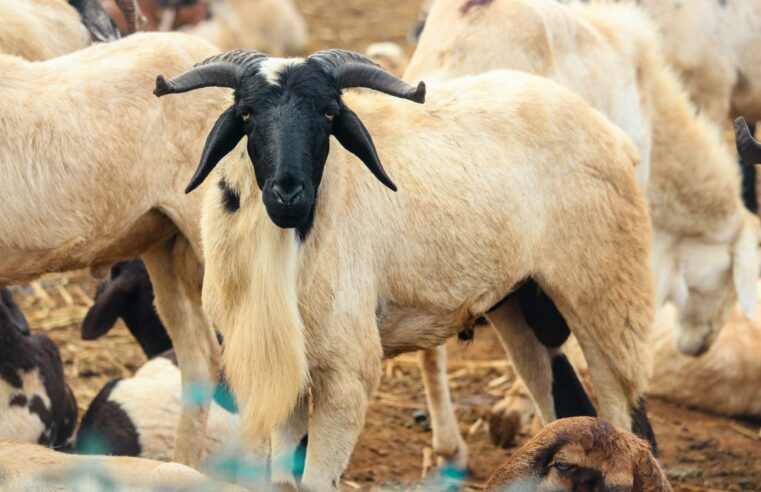 Tabaski : pourquoi le mouton devient un fardeau pour les sénégalais