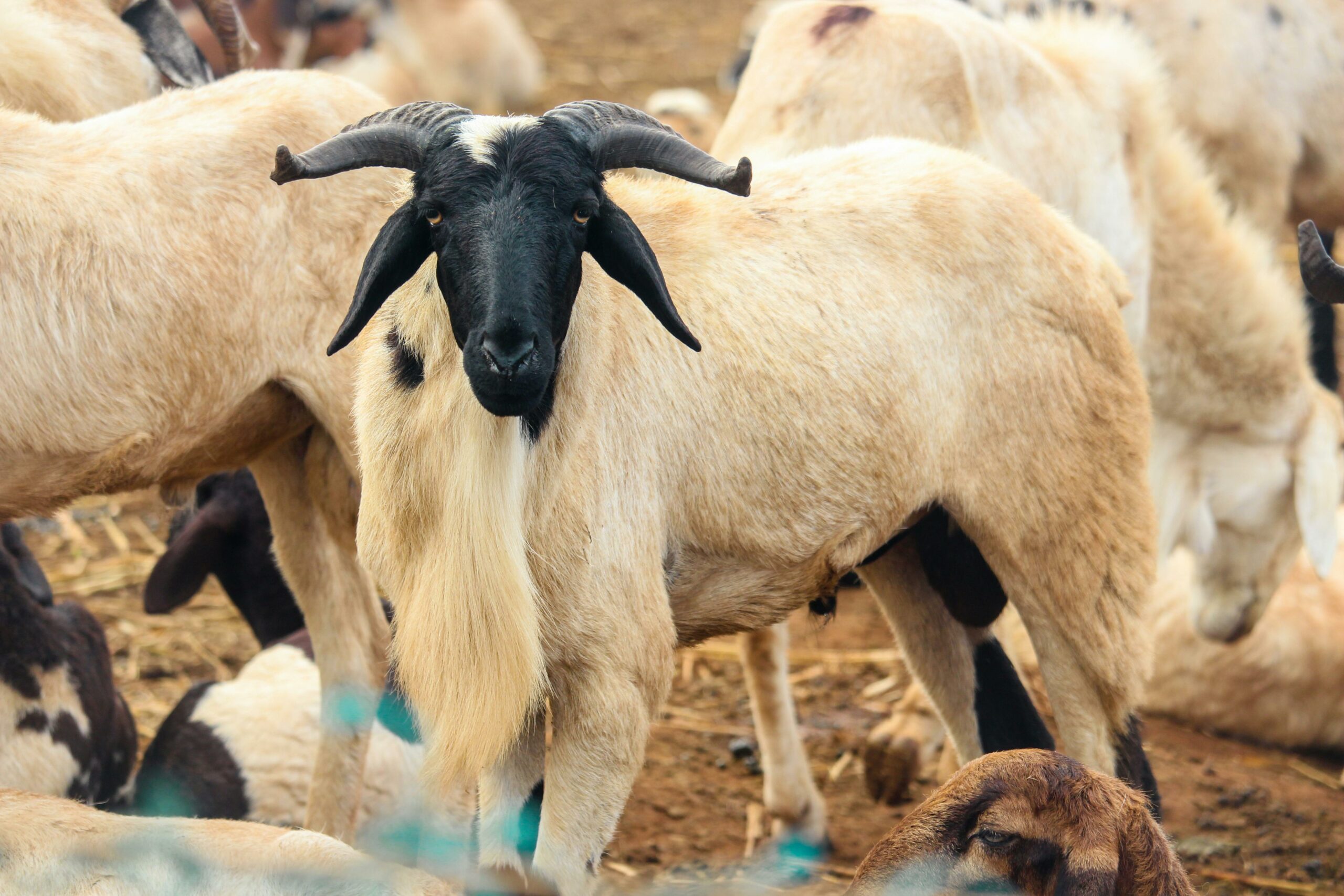 Tabaski : pourquoi le mouton devient un fardeau pour les sénégalais