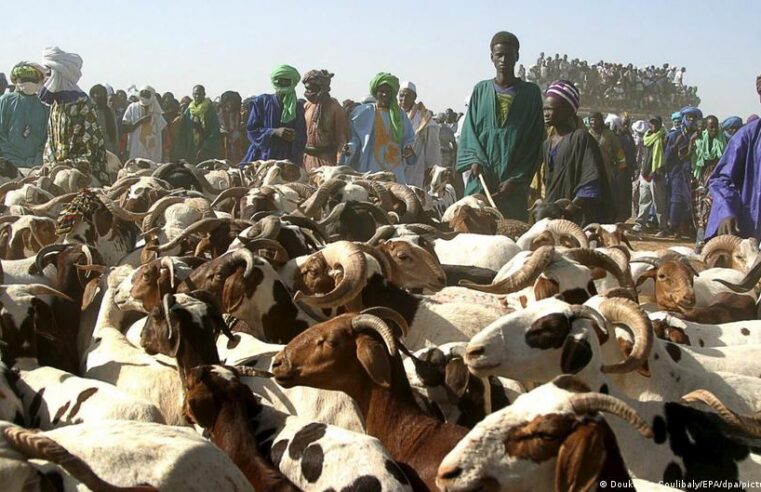 L&rsquo;armée malienne sécurise l&rsquo;approvisionnement en moutons pour la Tabaski à Bamako