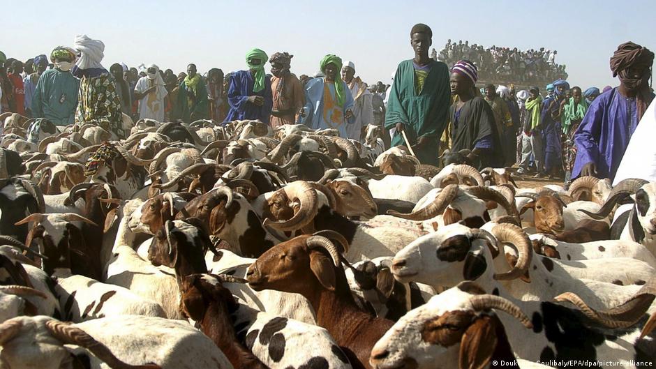 L&rsquo;armée malienne sécurise l&rsquo;approvisionnement en moutons pour la Tabaski à Bamako
