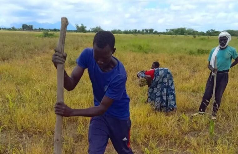 Les champs écoles paysans au Tchad, un levier contre la faim en milieu rural