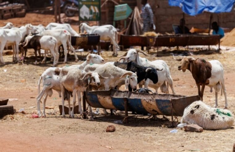 Tabaski à Bamako sous menace jihadiste : les familles maliennes privées de leurs traditions