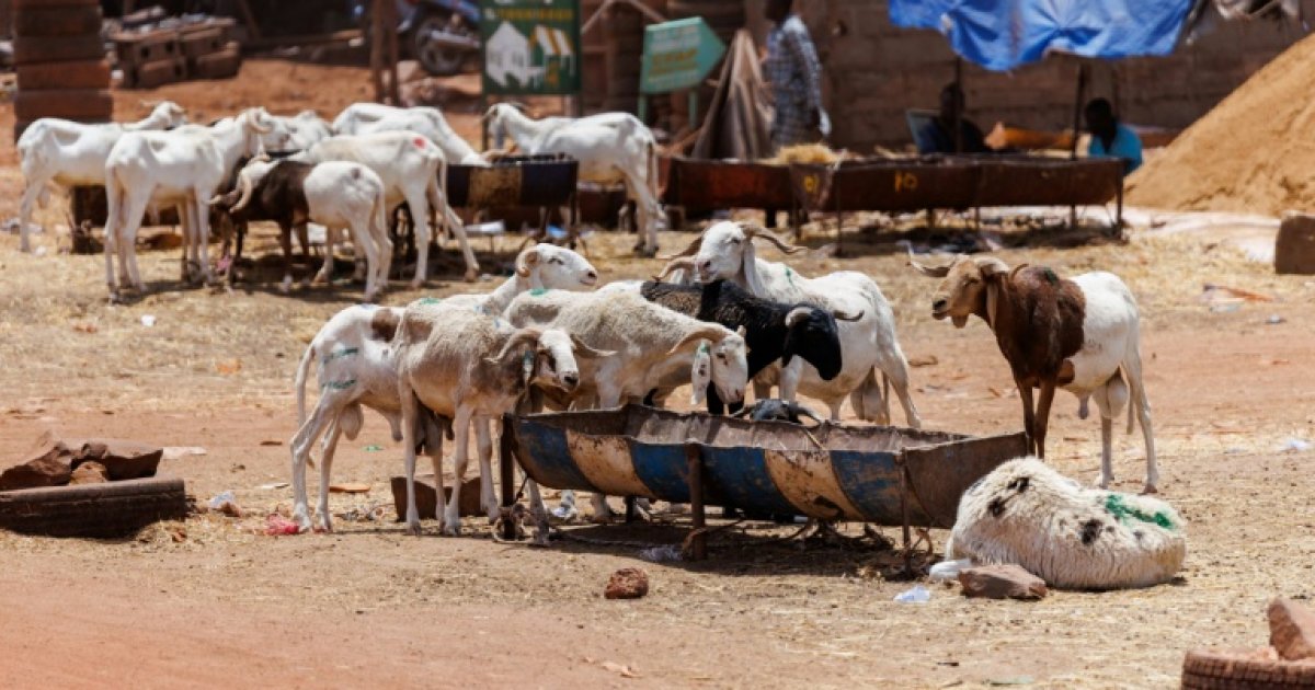 Tabaski à Bamako sous menace jihadiste : les familles maliennes privées de leurs traditions