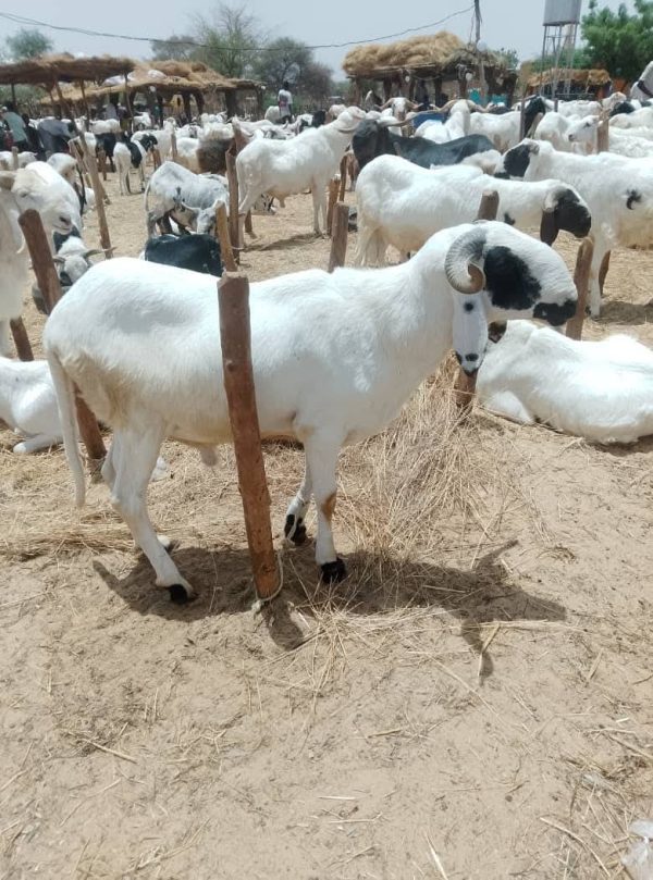 Tabaski à Niamey : pourquoi les prix des moutons explosent malgré l&rsquo;abondance