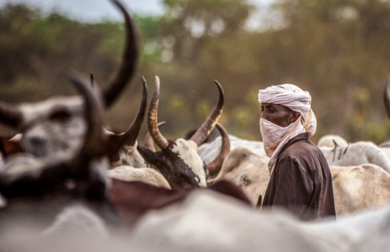 Violences au Tchad : l&rsquo;impasse des conflits entre agriculteurs et éleveurs face au climat