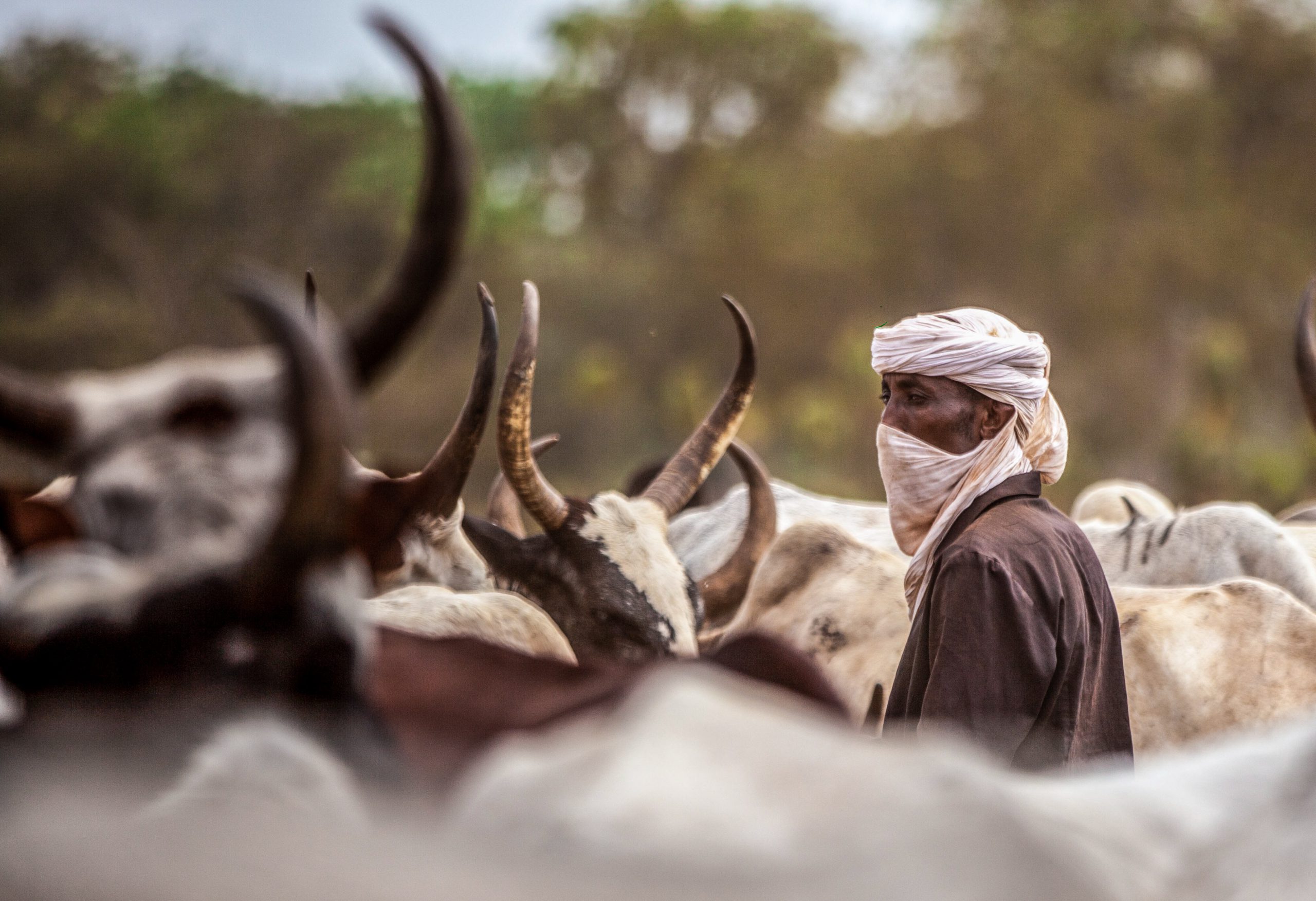 Violences au Tchad : l&rsquo;impasse des conflits entre agriculteurs et éleveurs face au climat