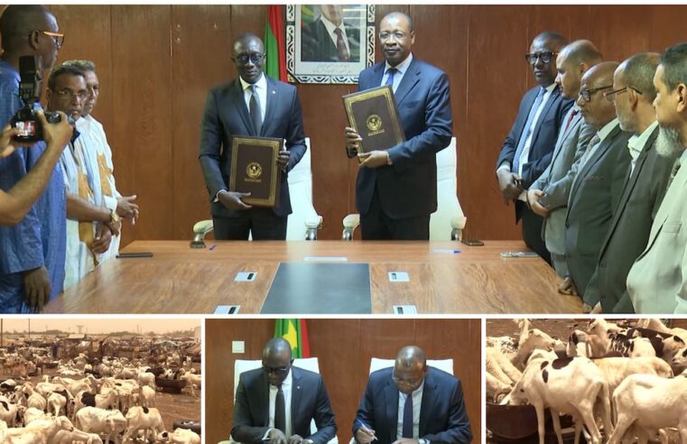 Mauritanie : 450 000 moutons en route pour le Sénégal malgré les défis sécuritaires