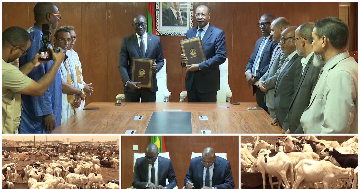 Mauritanie : 450 000 moutons en route pour le Sénégal malgré les défis sécuritaires