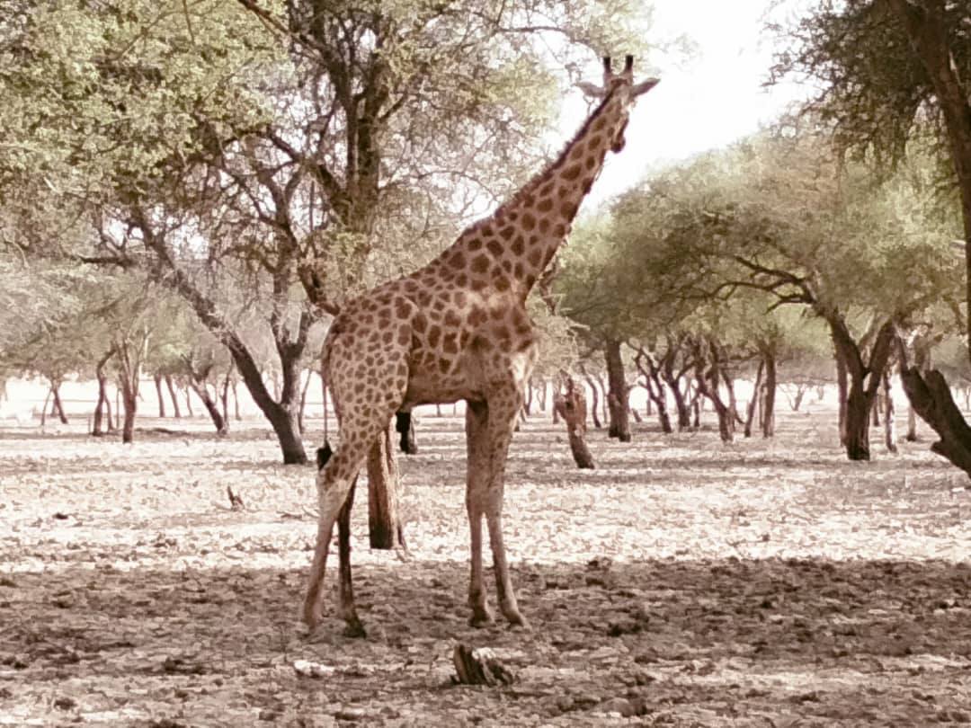 Écogardes au chevet d'un girafon malade