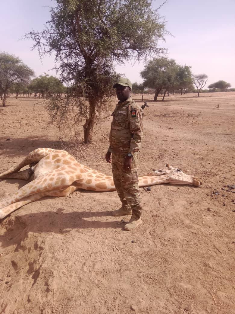 Niger : premier girafon de Gadabedji