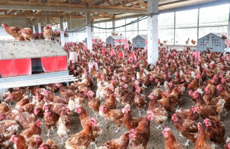 Souveraineté alimentaire au Gabon : pourquoi ignorer ses propres champions ?