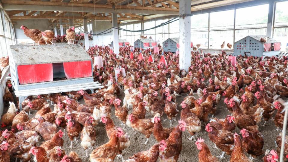 Souveraineté alimentaire au Gabon : pourquoi ignorer ses propres champions ?