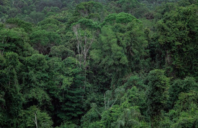Lvmh et le Gabon s&rsquo;allient pour valoriser la forêt tropicale
