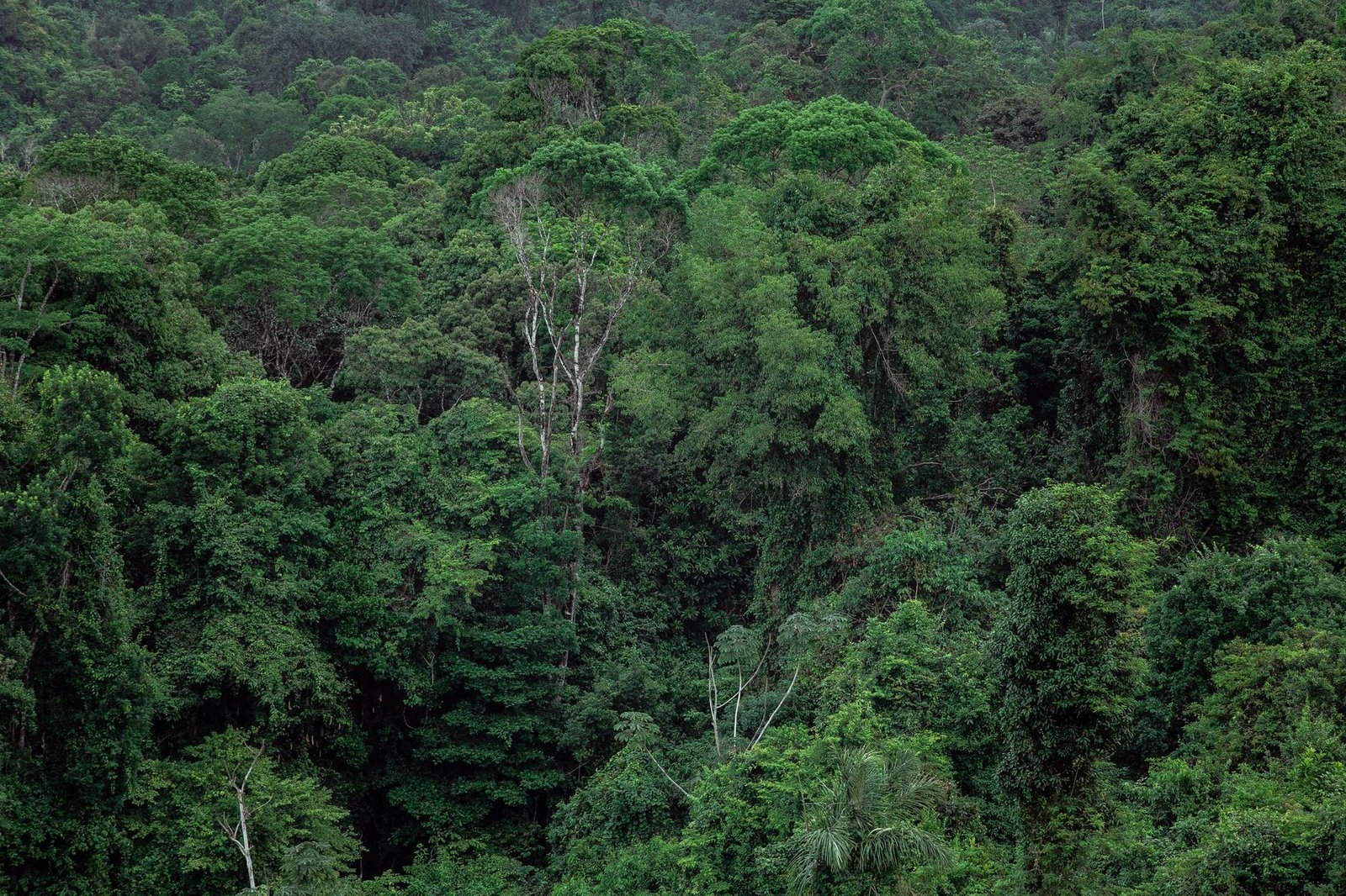Lvmh et le Gabon s&rsquo;allient pour valoriser la forêt tropicale