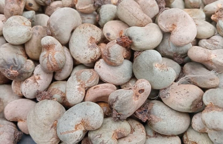 Côte d&rsquo;Ivoire : une récolte d&rsquo;anacardes en baisse dans le bounkani