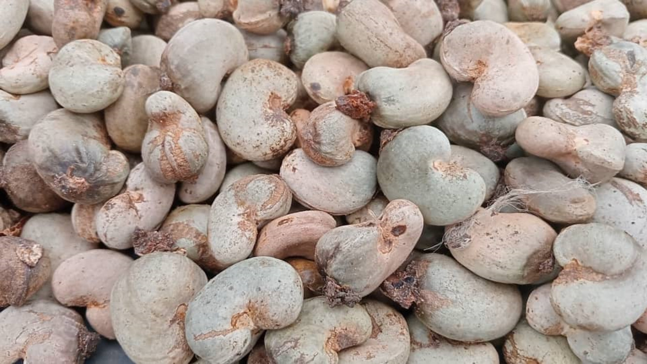 Côte d&rsquo;Ivoire : une récolte d&rsquo;anacardes en baisse dans le bounkani
