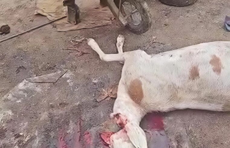 Abattoir clandestin démantelé à Abéché : une victoire pour l&rsquo;hygiène publique