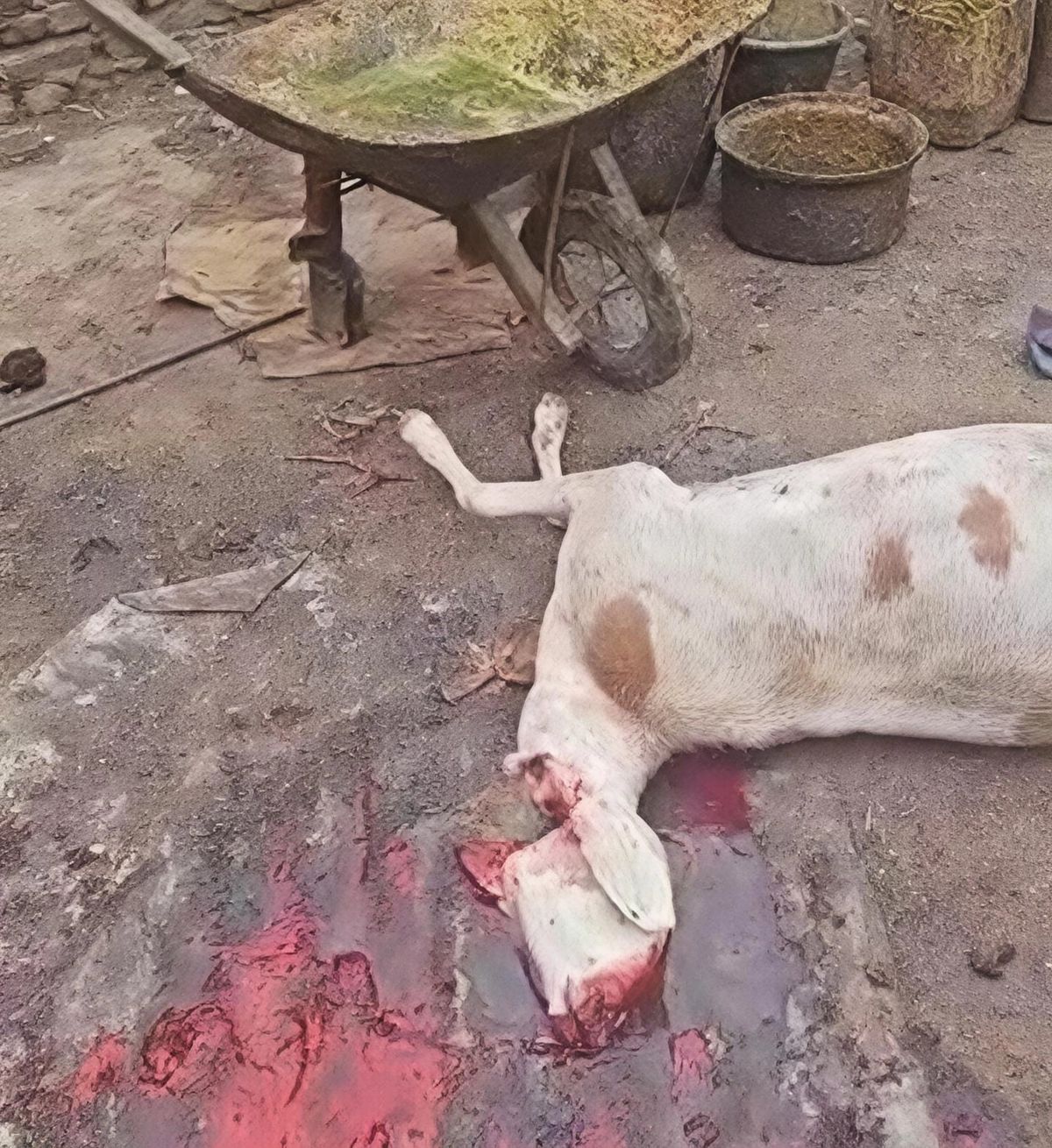 Abattoir clandestin démantelé à Abéché : une victoire pour l&rsquo;hygiène publique