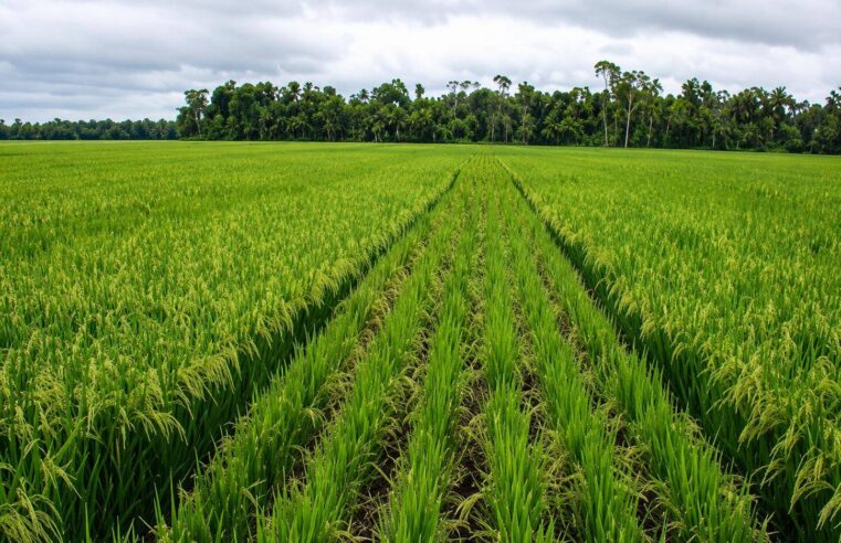 Bénin : accélération de la transformation agricole vers la souveraineté alimentaire