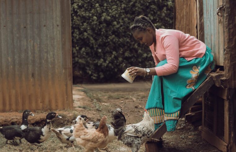 Le conglomérat SONOCO veut produire 15 millions de poulets par an au Gabon