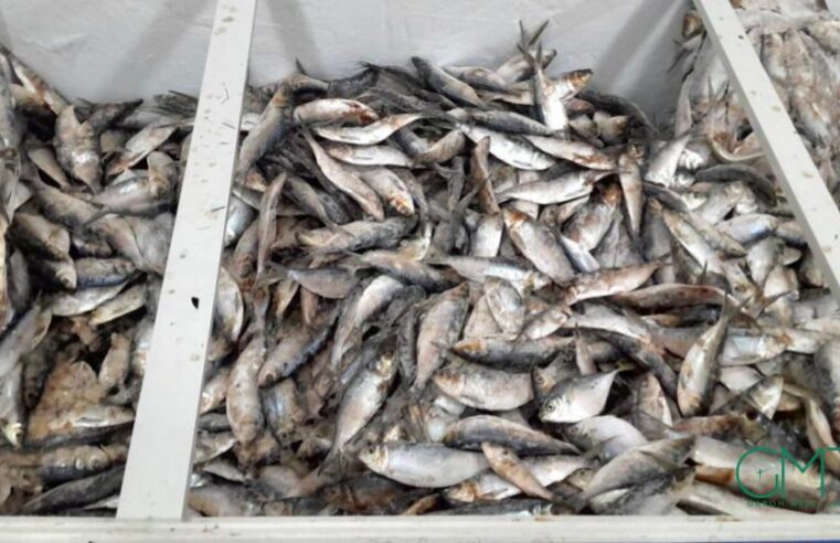 Sardine et &lsquo;sans nom&rsquo; : le Gabon interdit les exportations pour préserver le marché local