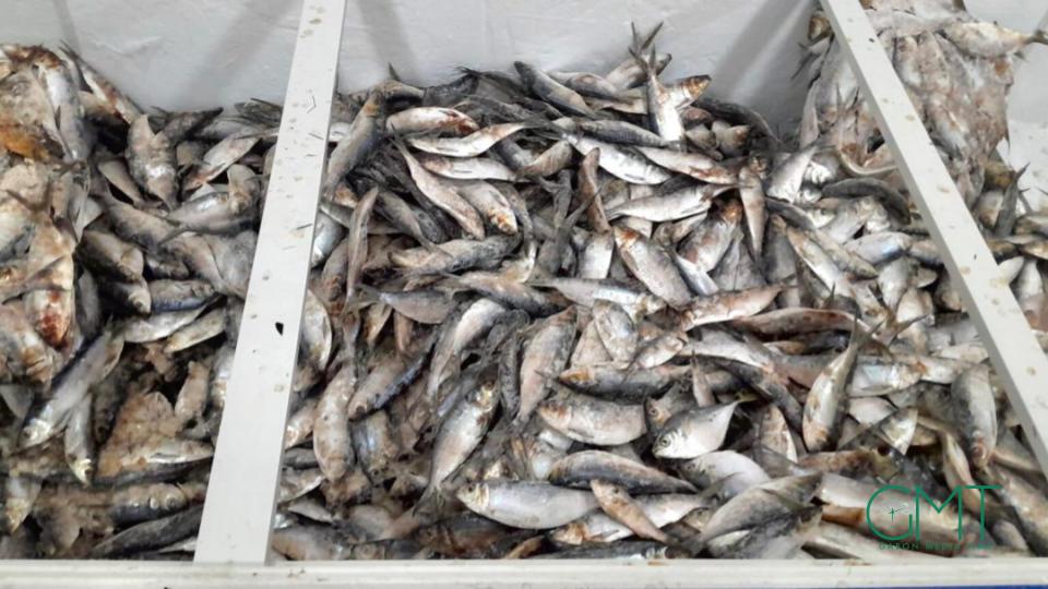 Sardine et &lsquo;sans nom&rsquo; : le Gabon interdit les exportations pour préserver le marché local