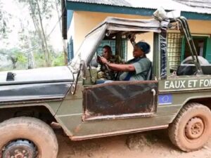 Centrafrique : sanctions contre les exploitants forestiers qui imitent les pratiques de groupes armés