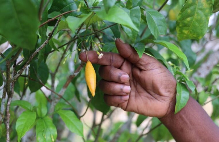 Iboga : le Gabon mise sur sa plante sacrée pour révolutionner la santé mondiale