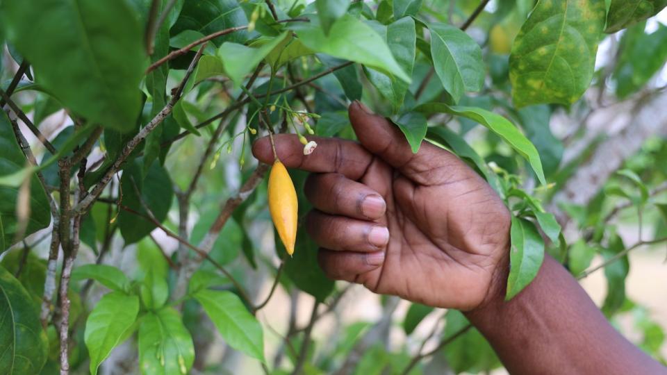 Iboga : le Gabon mise sur sa plante sacrée pour révolutionner la santé mondiale