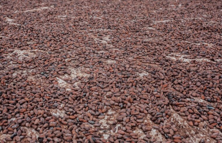 Filière cacao du Cameroun : un pic de 2 600 FCFA marque la fin de campagne