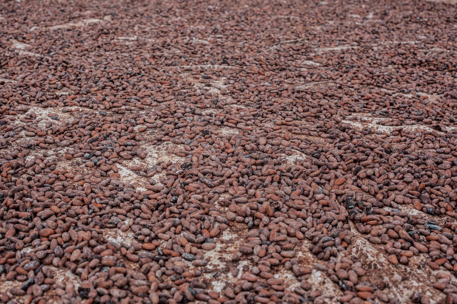 Filière cacao du Cameroun : un pic de 2 600 FCFA marque la fin de campagne