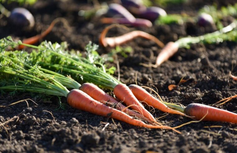 Niamey : pourquoi les prix des légumes explosent-ils sans préavis ?