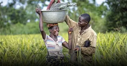 Assurance agricole au Bénin : un bouclier pour les producteurs de riz et de coton