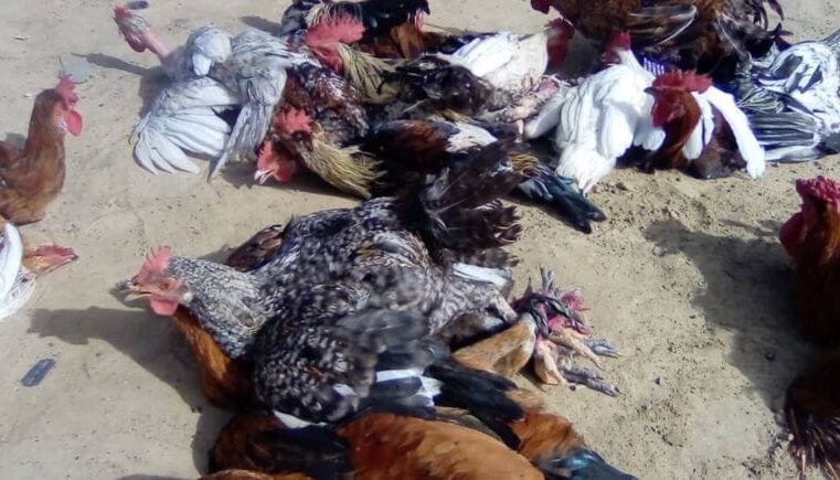 La flambée des prix de la volaille à Ati au Tchad inquiète les familles