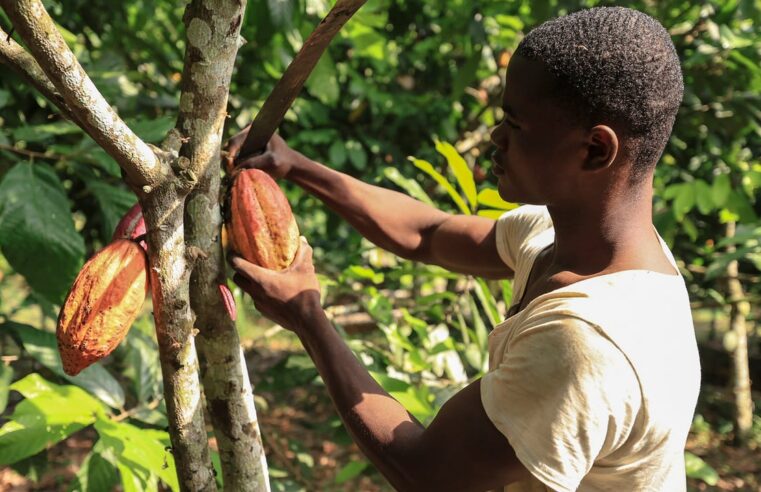 Cacao camerounais : entre défis et espoirs pour les producteurs