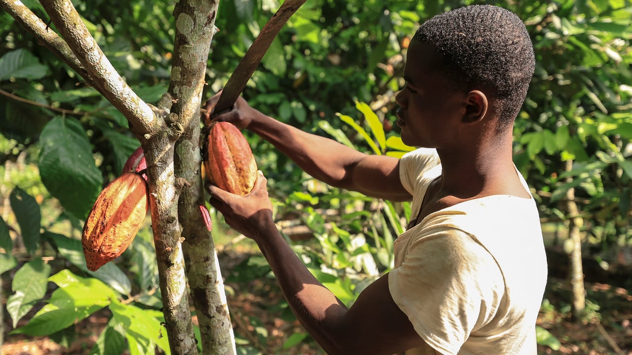 Cacao camerounais : entre défis et espoirs pour les producteurs