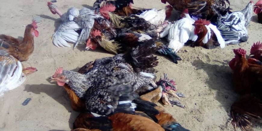 Marché d'Ati au Tchad où la volaille voit ses prix flamber